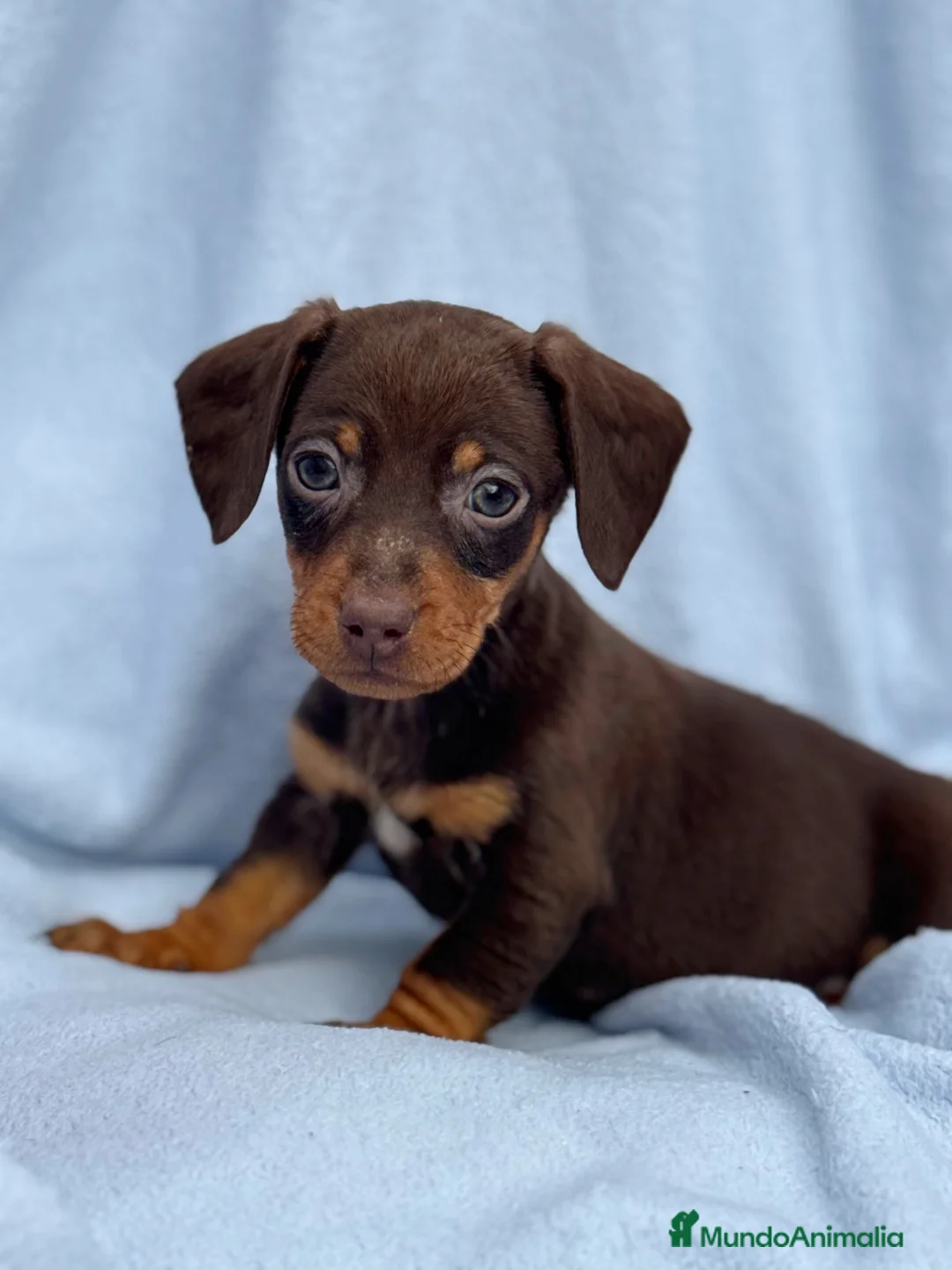 Teckel Miniatura perros en venta: Teckel mini arlequín chocolate disponible  - Anuncio 15