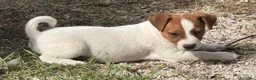 Jack Russell Terrier perros en venta: Jack Russell 550€ Precio Real! - Anuncio 2