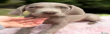 Weimaraner Cachorro 1