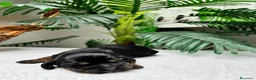 Cocker Spaniel Inglés perros en venta: COCKER SPANIEL INGLES  - Anuncio 23