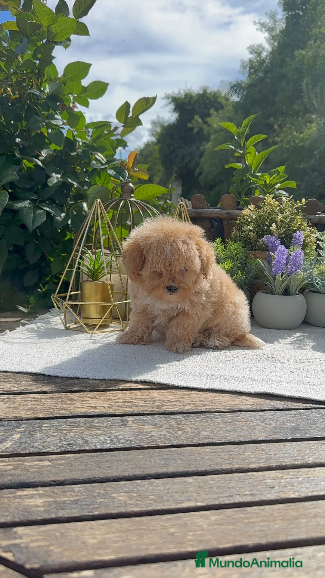 Maltipoo perros en venta: Maltipoo Toy macho rojo apricot super peludo  - Anuncio 2