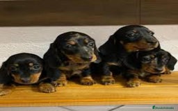 Teckel Miniatura perros en venta: Tequel arlequín - Imagen 1