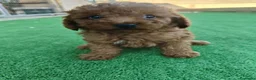 Caniche Toy perros en venta: Caniche Toy - Anuncio 6