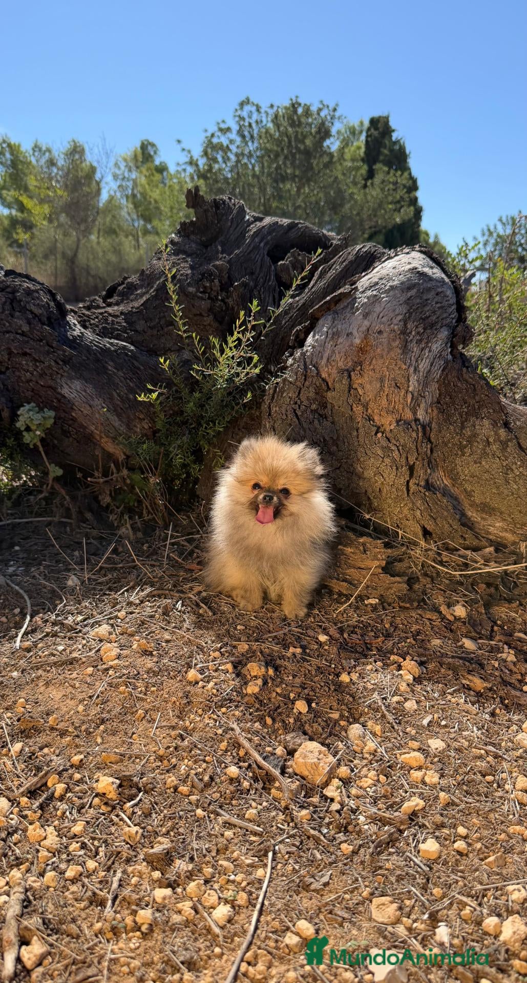 Pomerania perros POMERANIA DIMINUTA - DISPONIBLE - Anuncio 3