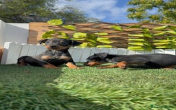 Pinscher Miniatura perros en venta: PINSCHER MINIATURA - Anuncio 8