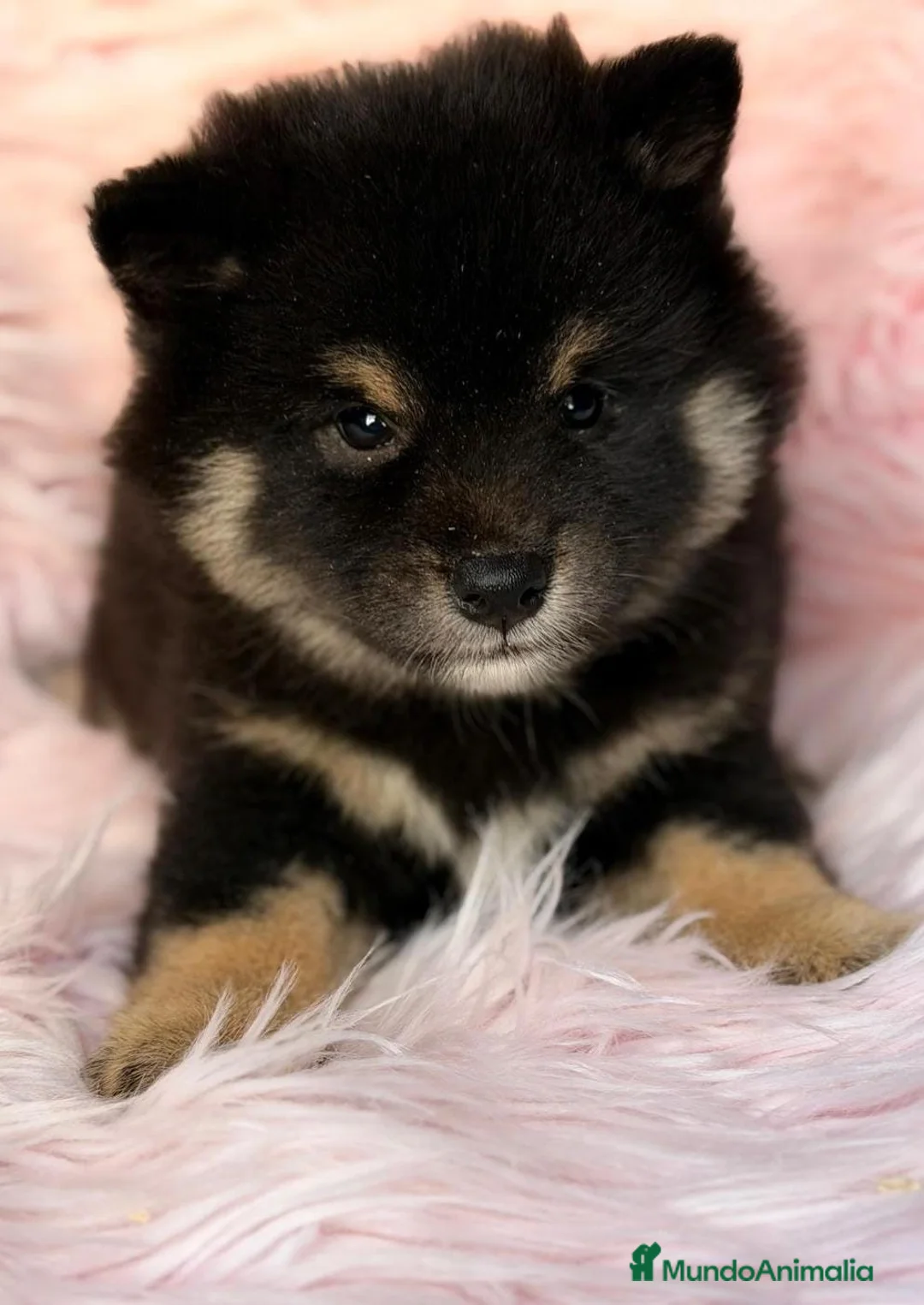 Shiba Inu perros en venta: Camada shiba inu - Anuncio 2