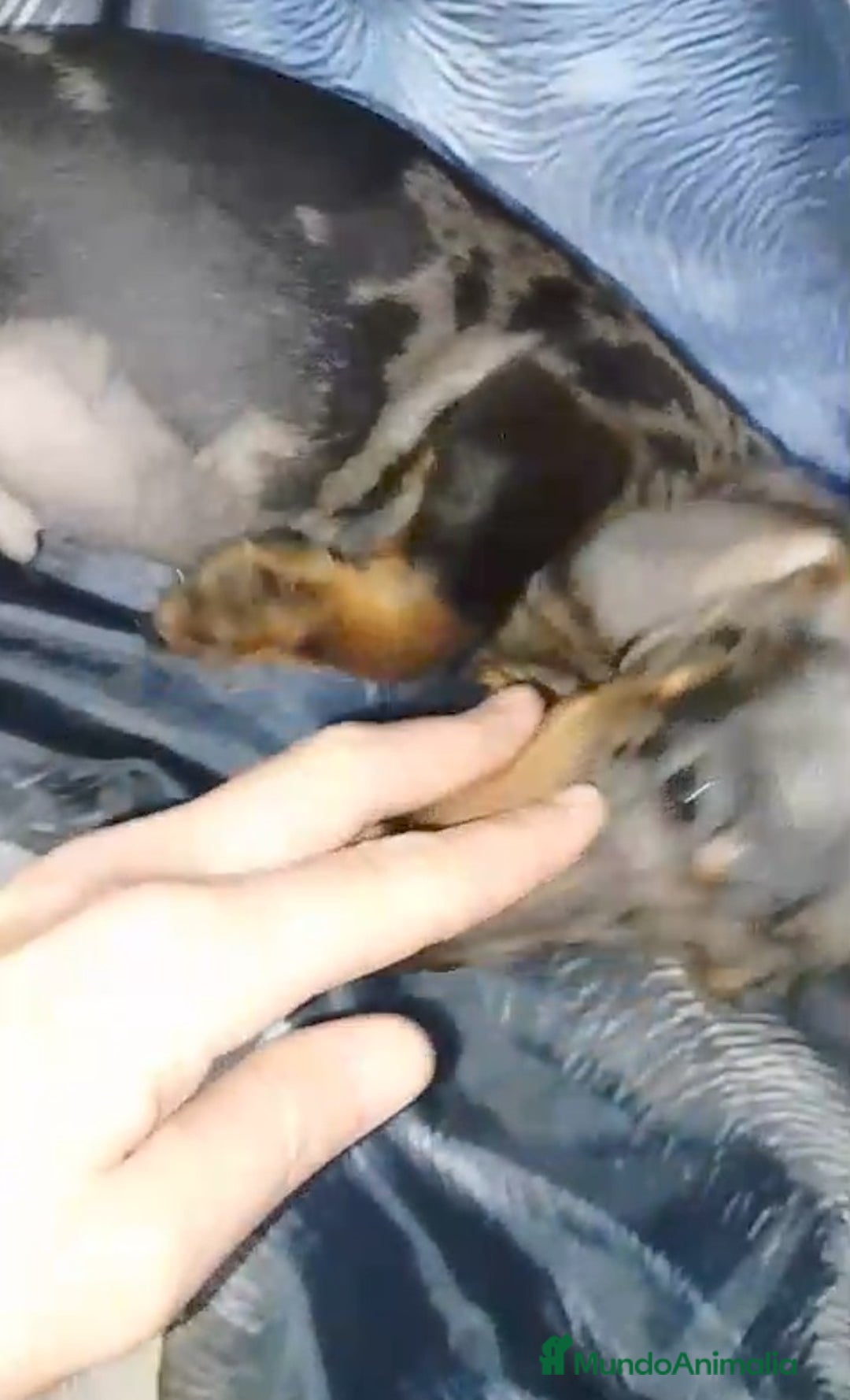 Teckel perros en venta: Cachorro teckel arlequín plata miniatura  - Anuncio 2