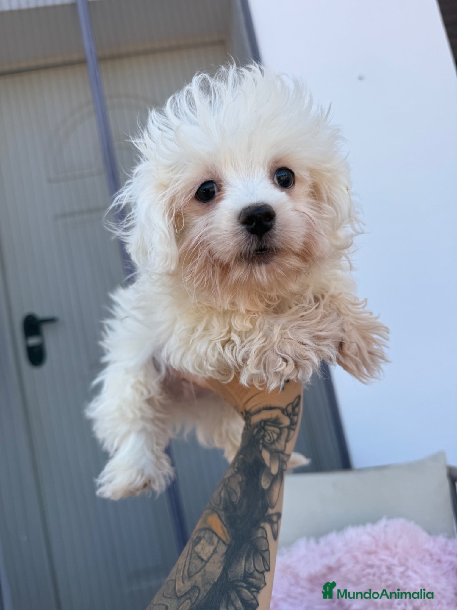 Bichón Maltés perros en venta: Bichon maltés macho disponible - Anuncio 4