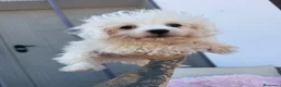 Bichón Maltés perros en venta: Bichon maltés macho disponible - Anuncio 1