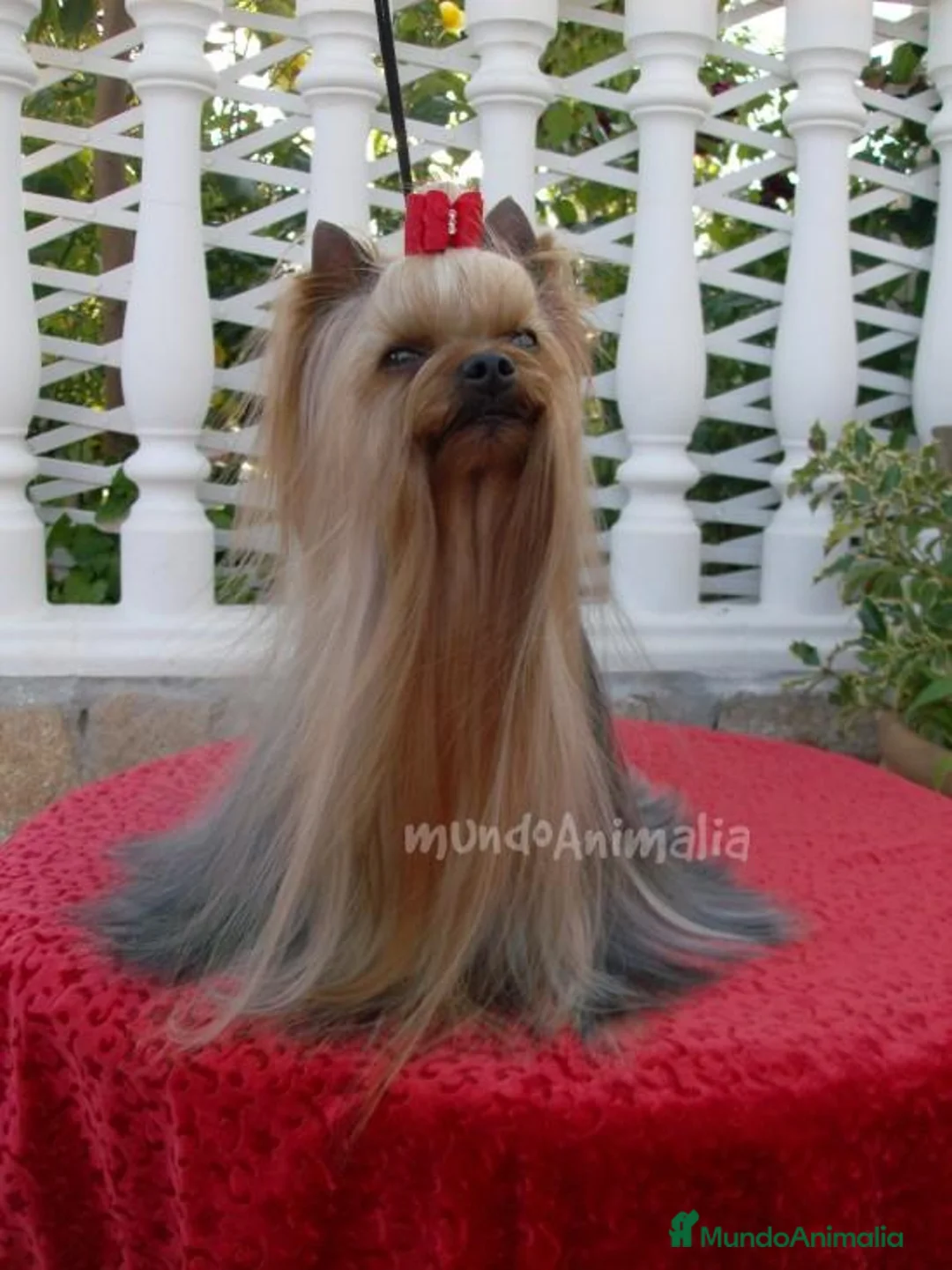 Imagen de galería {{count}}