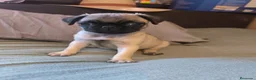 Carlino - Pug perros en venta: Cachorros de carlino pug  - Anuncio 11