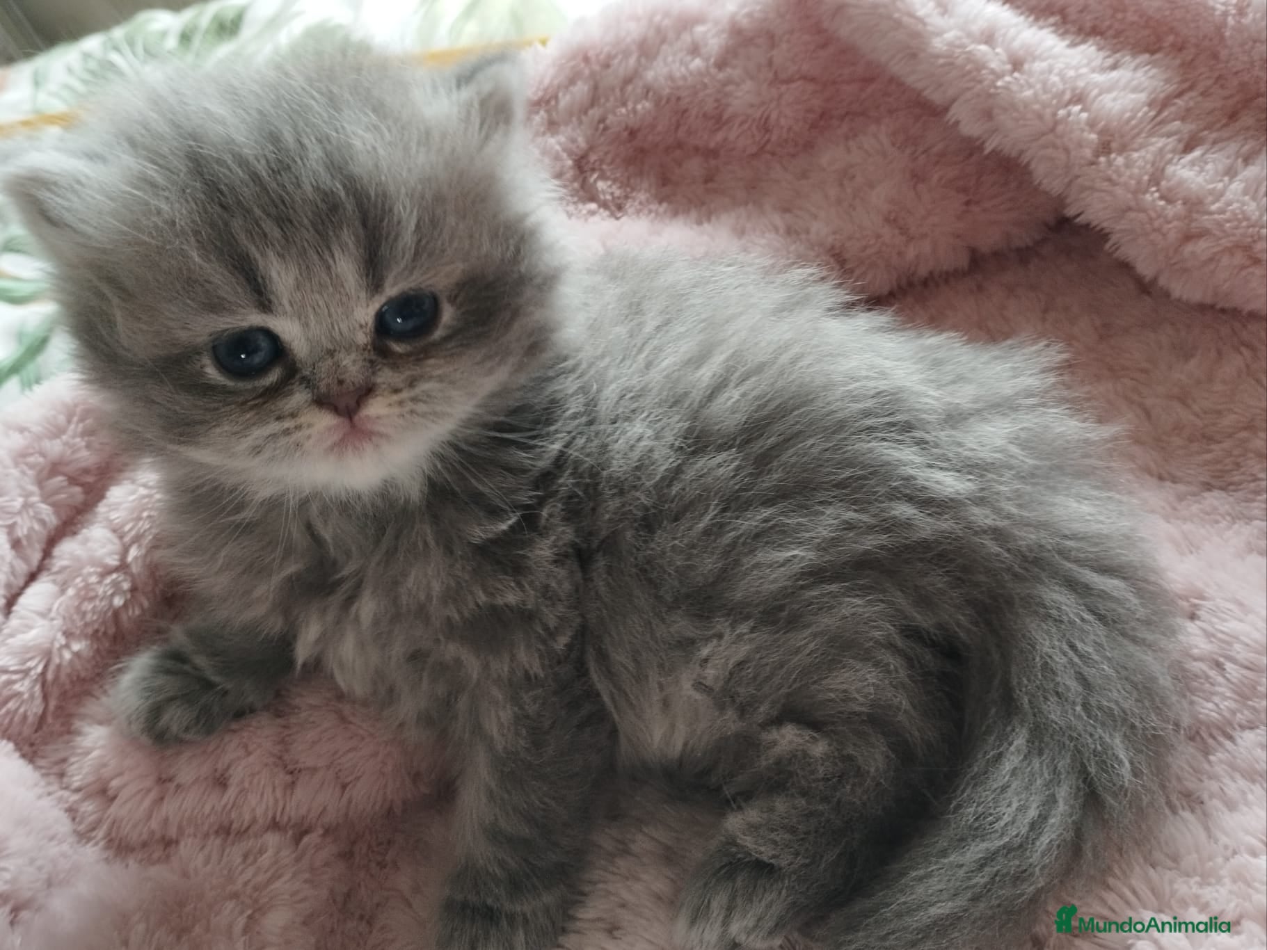 Persa gatos PERSA HEMBRA BLUE en Madrid - Anuncio 2