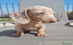 Teckel perros en venta: Teckel Mini Arlequin Isabello - Imagen 4