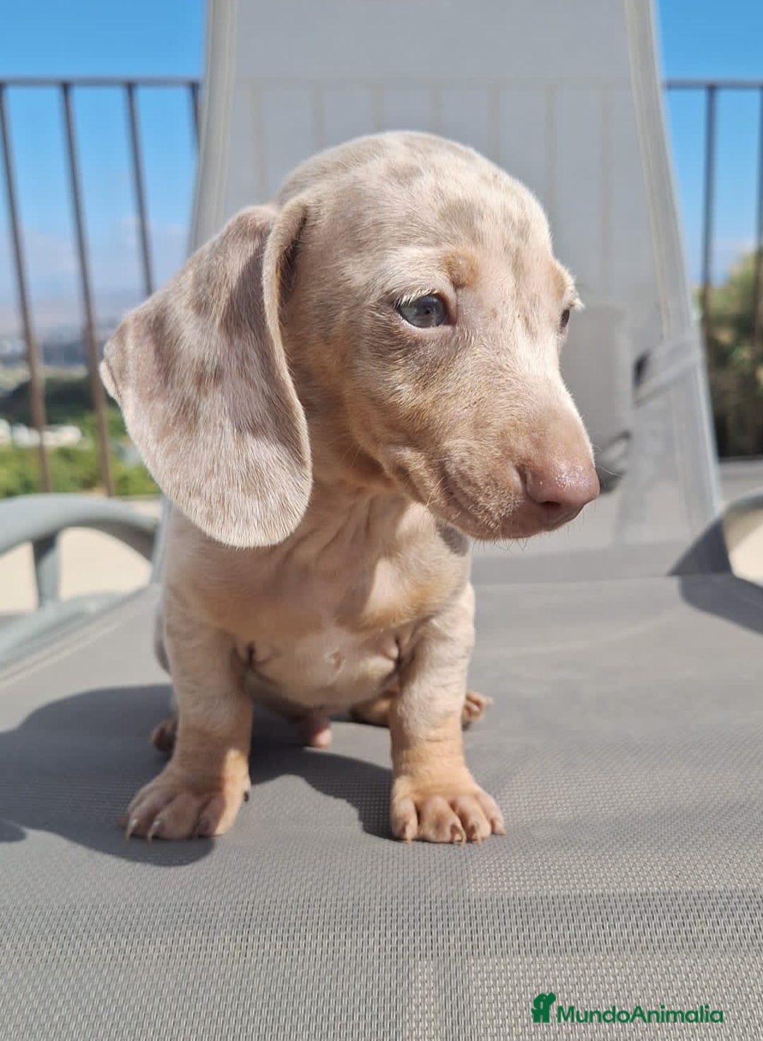 Teckel perros en venta: Teckel Mini Arlequin Isabello - Imagen 4