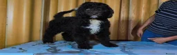 Perro de Agua Español perros en venta: Perro de agua  - Anuncio 2