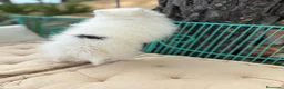 Pomerania perros en venta: Pomerania lista para entregar !!! - Anuncio 2
