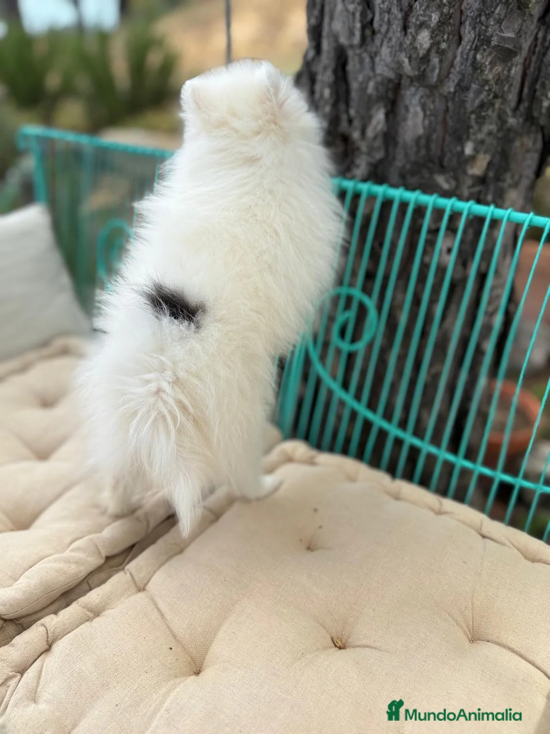 Pomerania perros en venta: Pomerania lista para entregar !!! - Anuncio 2