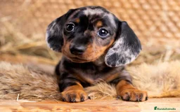 Teckel Miniatura perros en venta: TECKEL MARBELLA  - Imagen 3