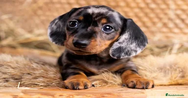 Teckel Miniatura perros - Anuncio 8