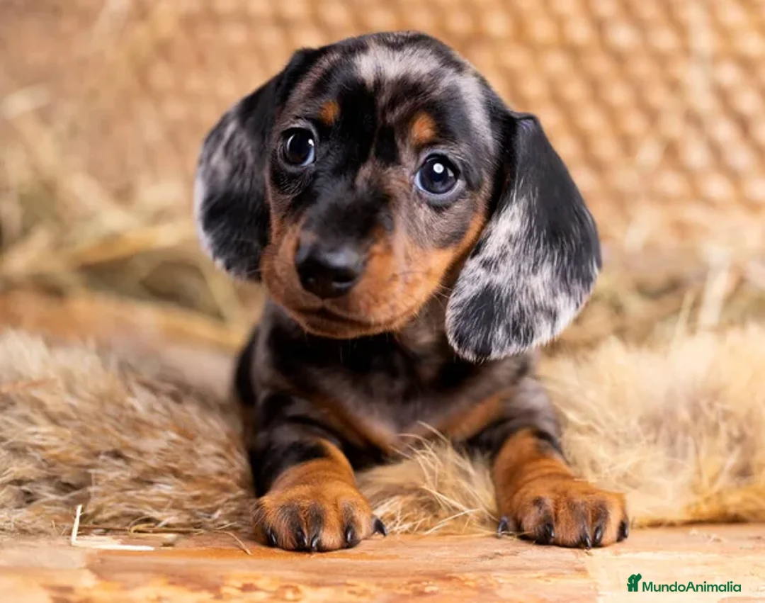 Teckel Miniatura perros en venta: TECKEL MARBELLA  - Imagen 3