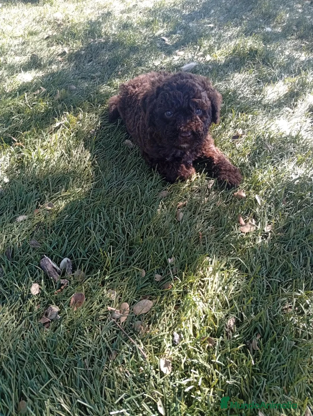 Perro de Agua Español perros en venta: Perro de agua español - Anuncio 4