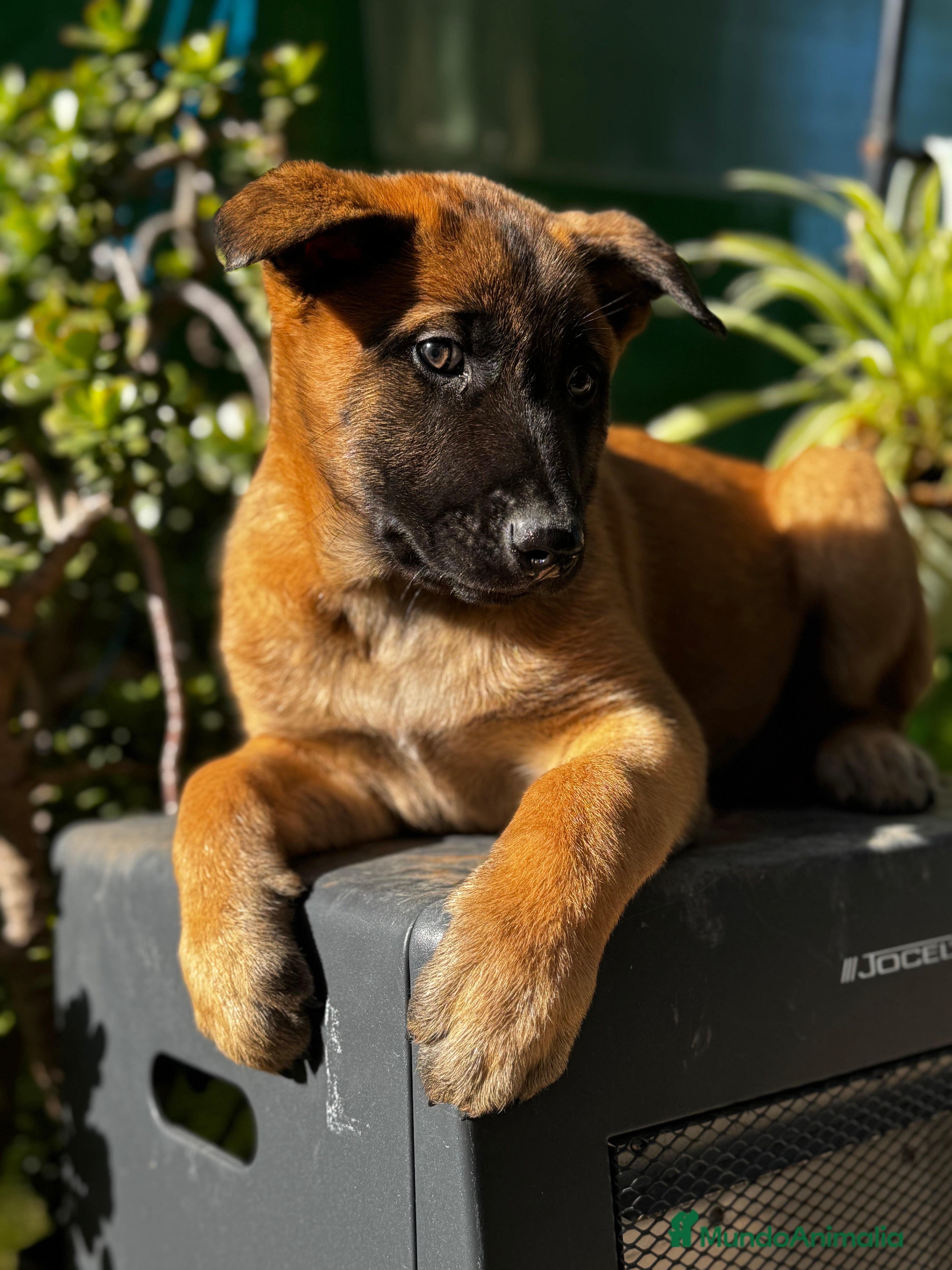 Pastor Belga Malinois perros Pastor Belga Malinois - Anuncio 2