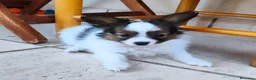 Papillon perros en venta: Hembras de papillon en Alicante - Anuncio 2