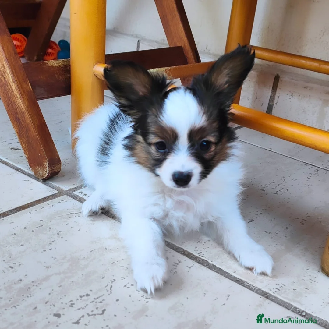Papillon perros en venta: Hembras de papillon en Alicante - Anuncio 2