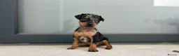 Ratón de Praga perros en venta: Raton de praga  - Anuncio 2