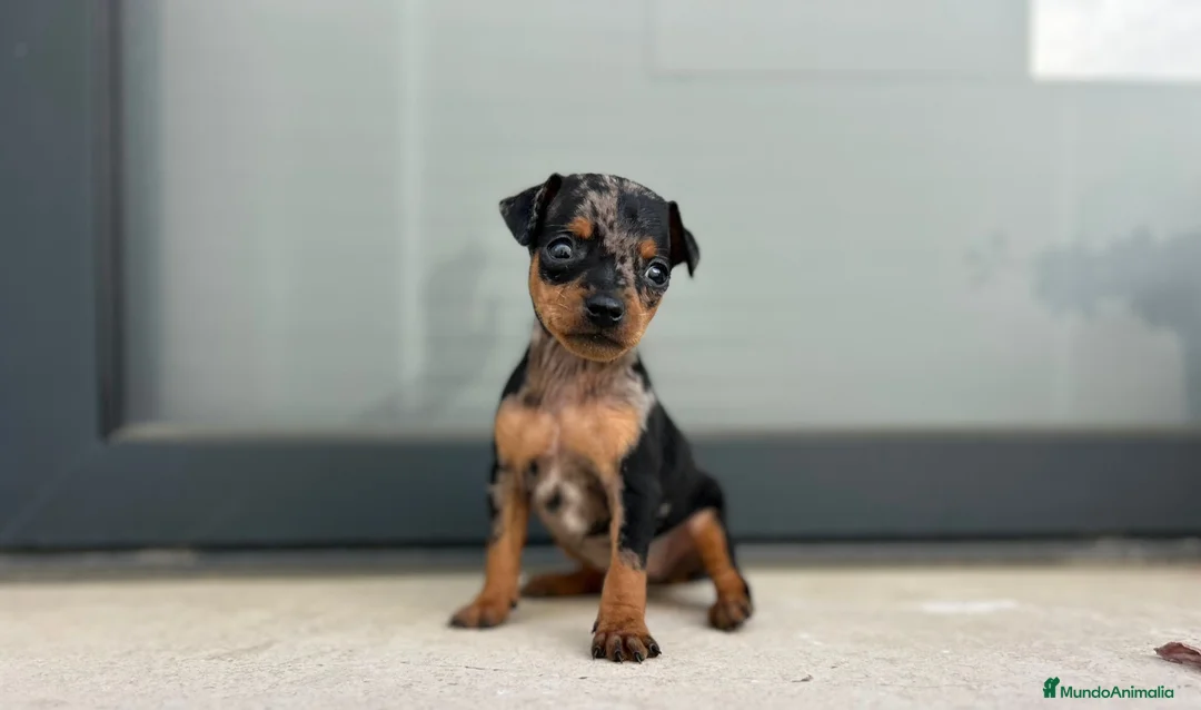 Ratón de Praga perros en venta: Raton de praga  - Anuncio 2