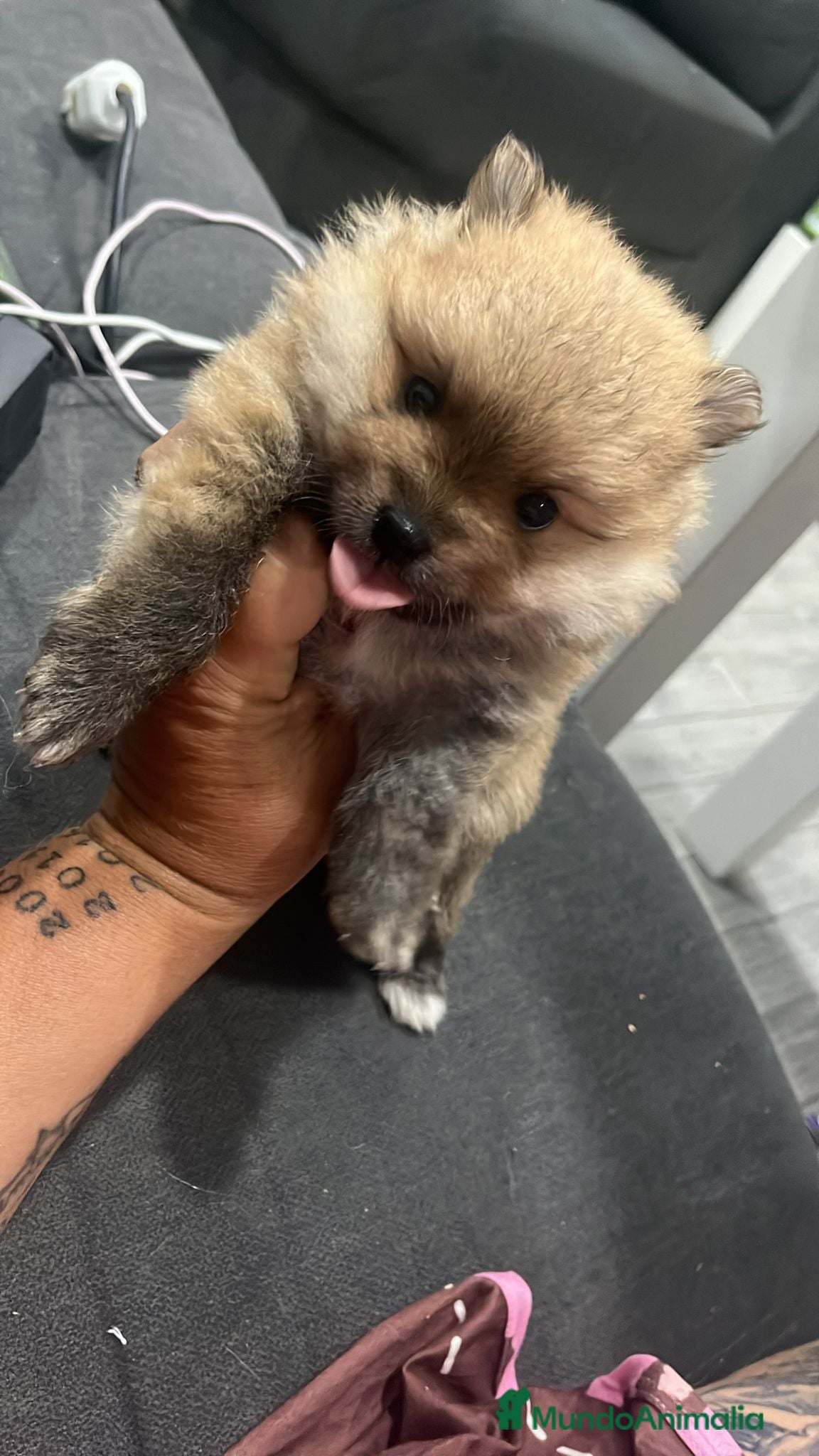 Pomerania perros Lulu pomerania toy cara de oso!! - Anuncio 1