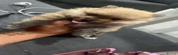 Pomerania perros en venta: Lulu pomerania toy cara de oso!! - Anuncio 1
