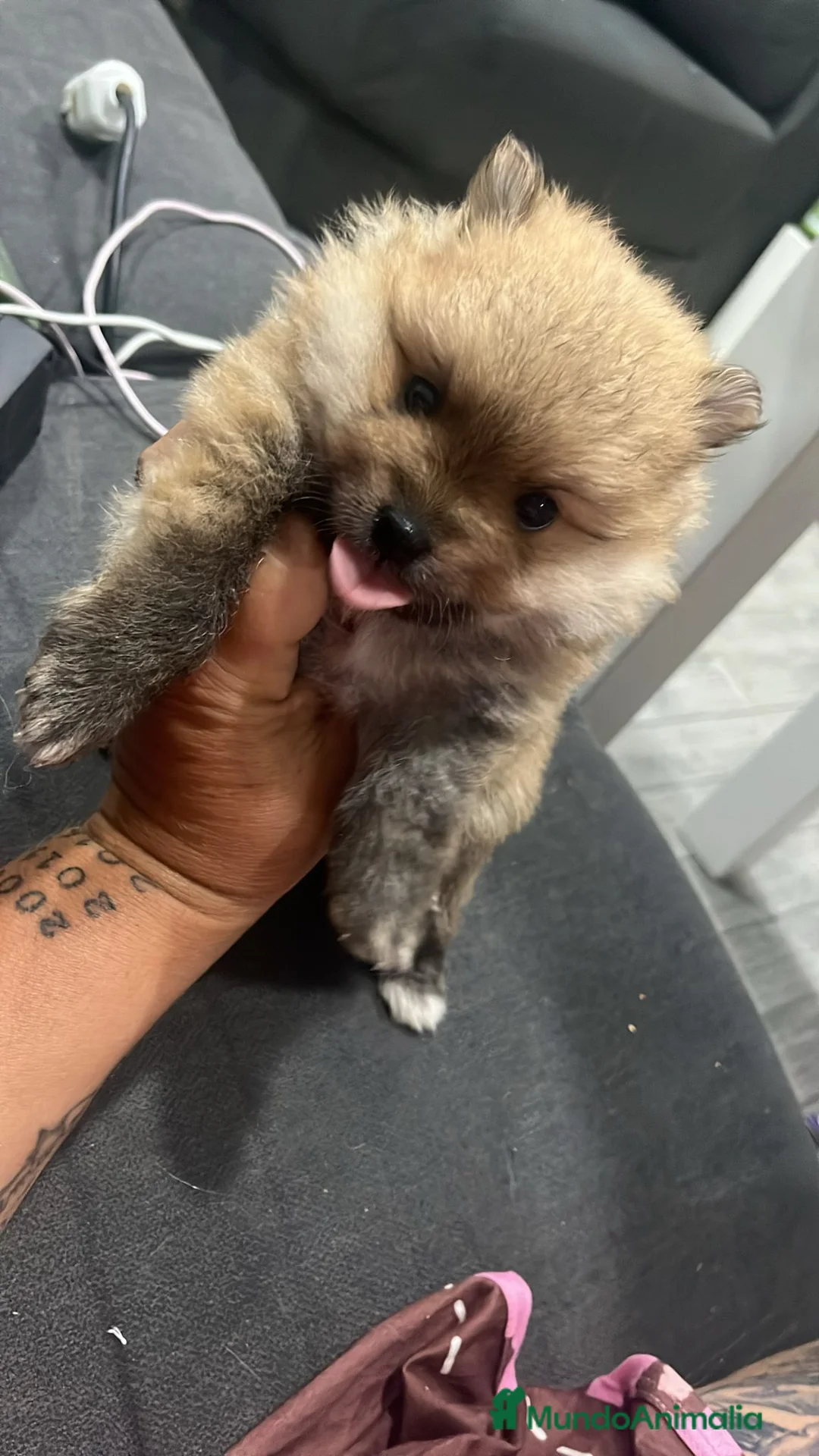 Pomerania perros en venta: Lulu pomerania toy cara de oso!! - Anuncio 1