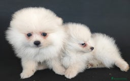 Pomerania perros en venta: POMERANIA - Anuncio 2