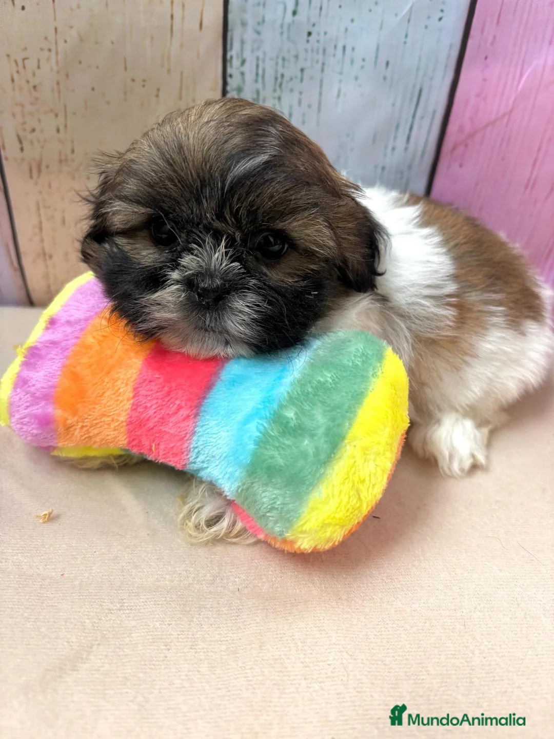 Shih Tzu perros en venta: Shih tzu hembras disponibles  - Anuncio 9