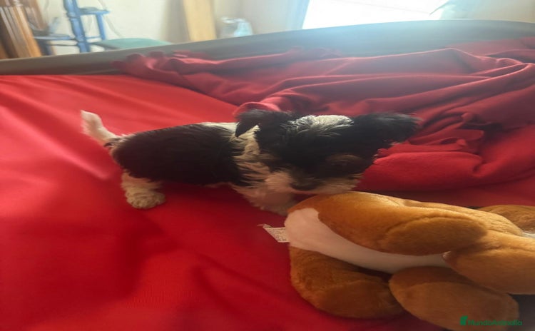 Biewer Yorkshire Terrier a la Pom Pon perros - Anuncio 2