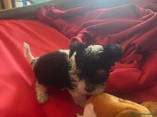 Biewer Yorkshire Terrier a la Pom Pon perros - Anuncio 5