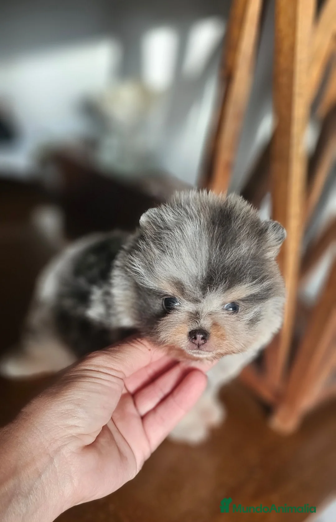 Pomerania perros en venta: Espectacular pomerania merle and tan - Anuncio 6