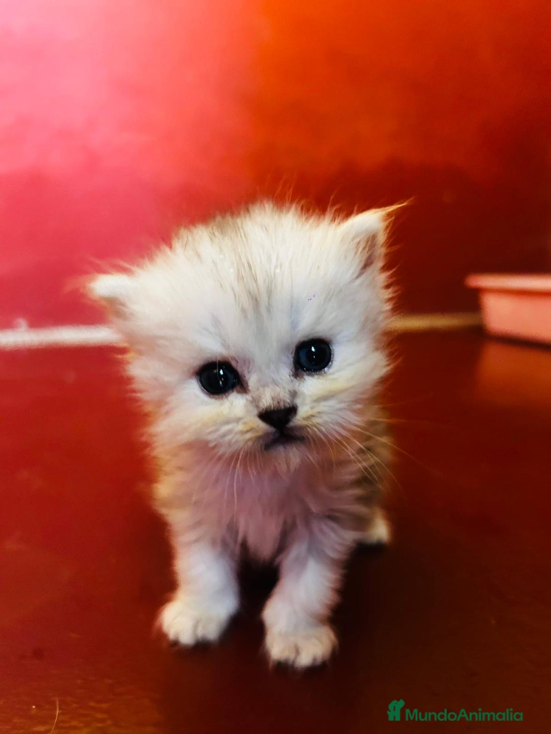 Persa gatos en venta: Gatos Persa camada - Imagen 1