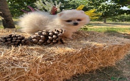 Pomerania perros en venta: Pomerania Macho disponible fotos actuales !! - Imagen 4