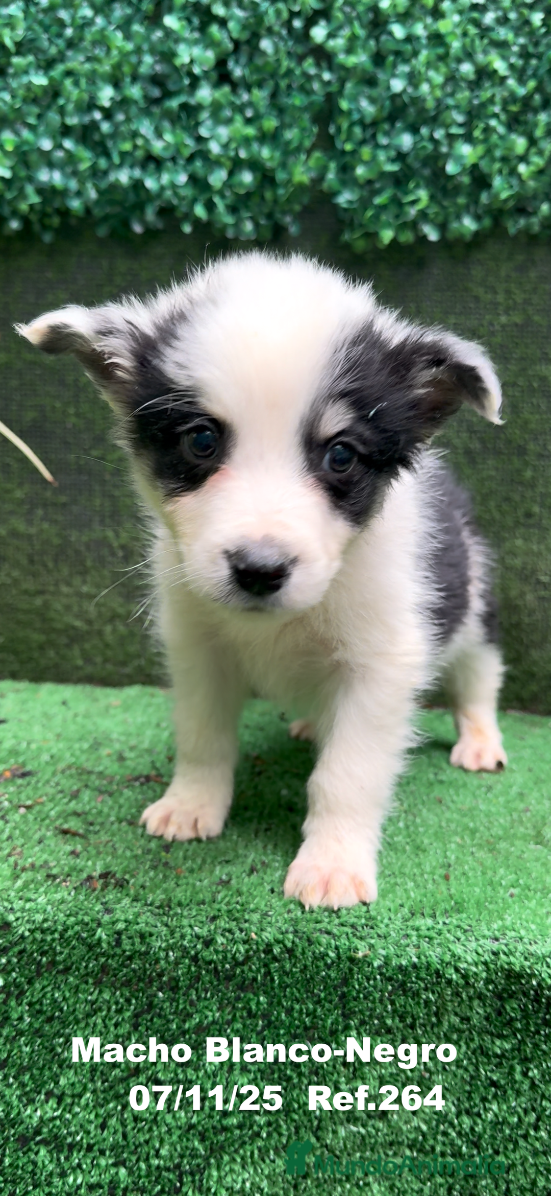 Border Collie perros en venta: Border Collie  - Anuncio 20