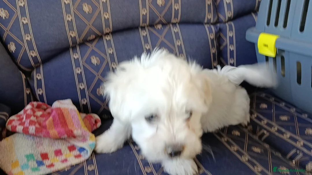 Bichón Maltés perros en venta: BICHÓN MALTES MACHITO  - Anuncio 2