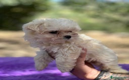 Bichón Maltés perros en venta: Bichon coreana  - Imagen 4