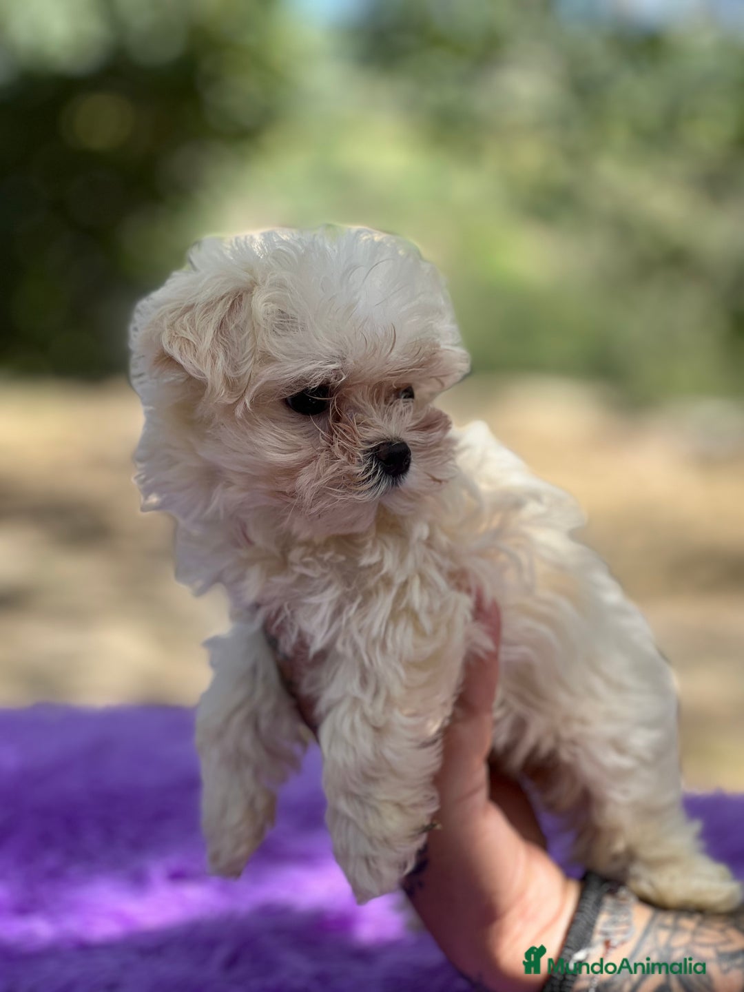 Bichón Maltés perros en venta: Bichon coreana  - Imagen 4