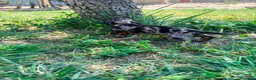 Teckel Miniatura perros en venta: Teckel Kaninchen - Anuncio 5