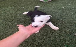 Border Collie perros en venta: BORDER COLLIE  - Imagen 6