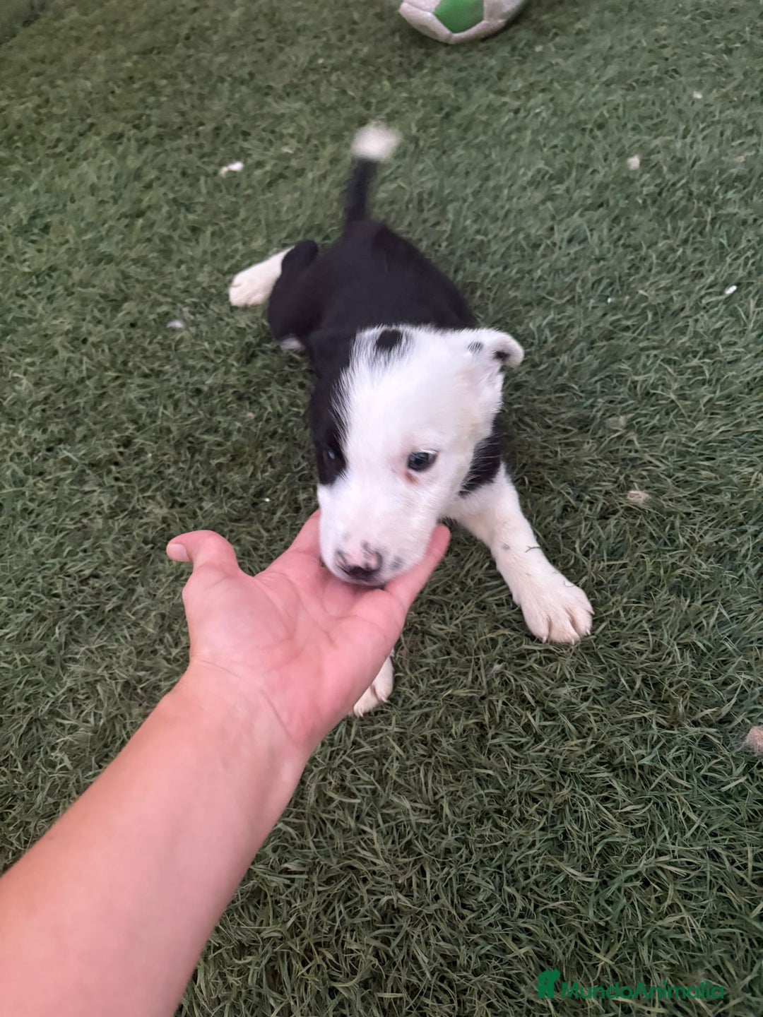 Border Collie perros en venta: BORDER COLLIE  - Imagen 6