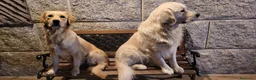 Golden Retriever perros en venta: Cachorros Golden Retriever - Anuncio 4