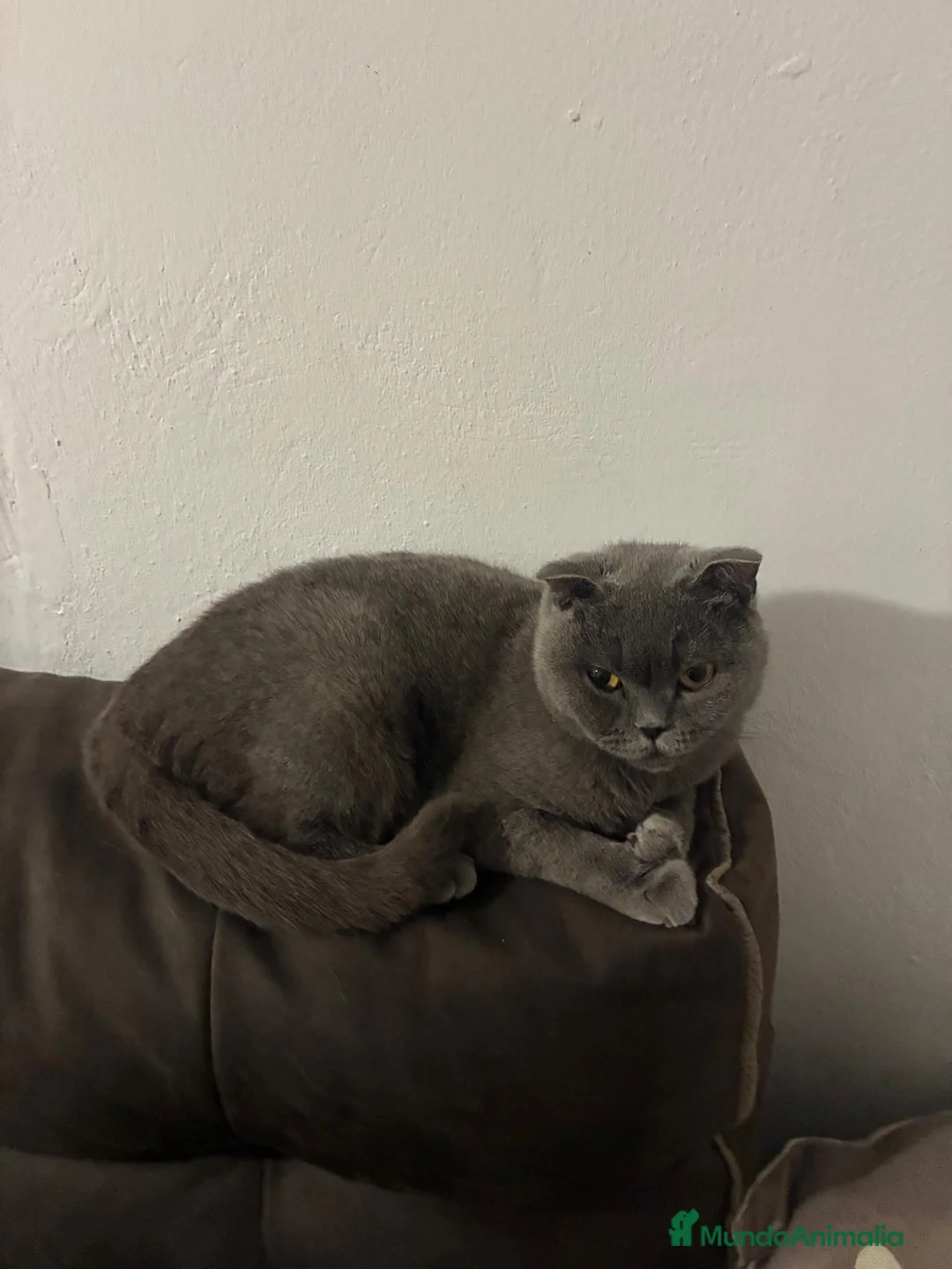 Británico de Pelo Corto gatos en venta: Brittish maravillosos  - Anuncio 2