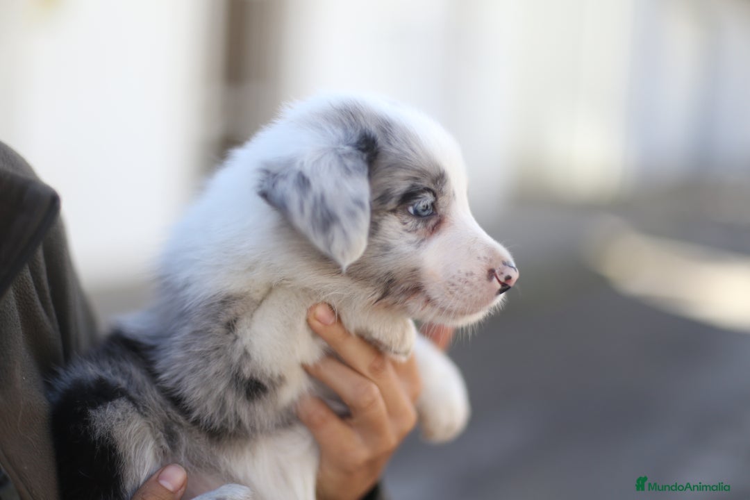 Border Collie perros en venta: Cachorros Border Collie  - Imagen 2